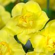 Narcis 'Yellow Cheerfulness' - Narcissus 'Yellow Cheerfulness'