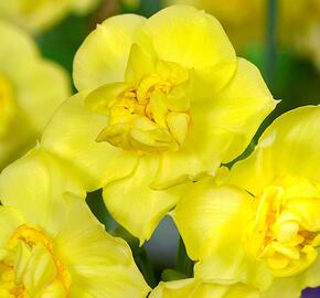 Narcis 'Yellow Cheerfulness' - Narcissus 'Yellow Cheerfulness'