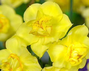 Narcis 'Yellow Cheerfulness'