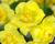 Narcis 'Yellow Cheerfulness'