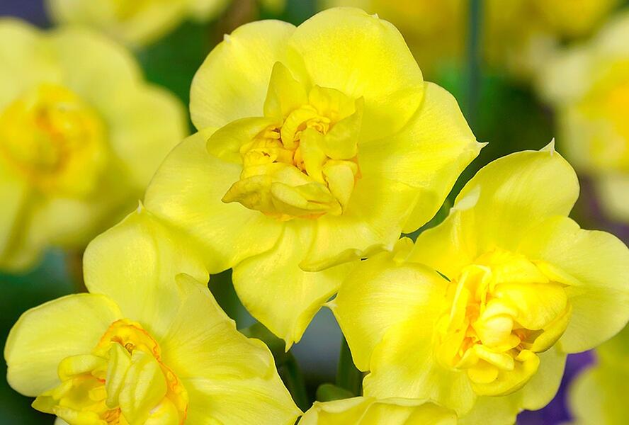 Narcis 'Yellow Cheerfulness' - Narcissus 'Yellow Cheerfulness'