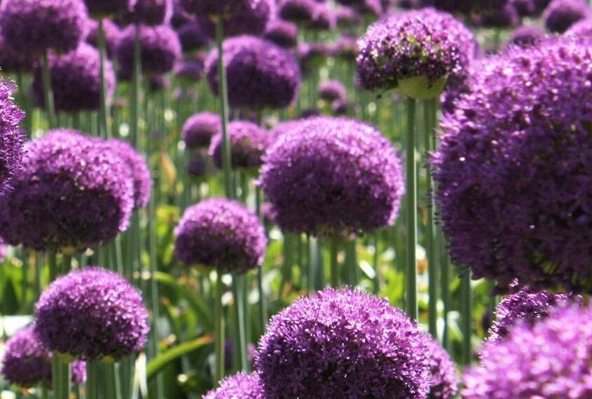 Česnek 'Ambassador' - Allium 'Ambassador'