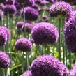 Česnek 'Ambassador' - Allium 'Ambassador'
