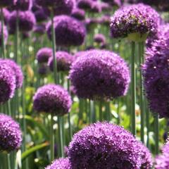 Okrasný česnek 'Ambassador' - Allium 'Ambassador'