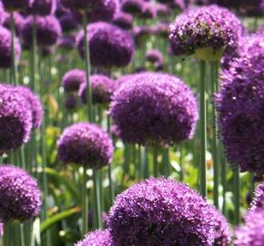 Okrasný česnek 'Ambassador' - Allium 'Ambassador'