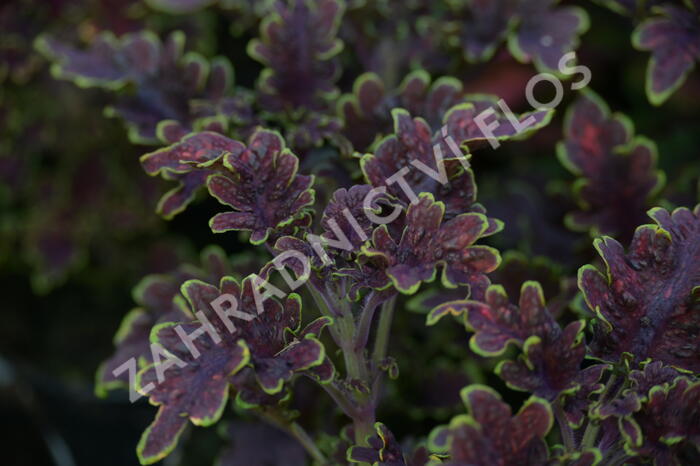 Pochvatec, Pokojová kopřiva 'Malibu Red' - Coleus blumei 'Malibu Red'