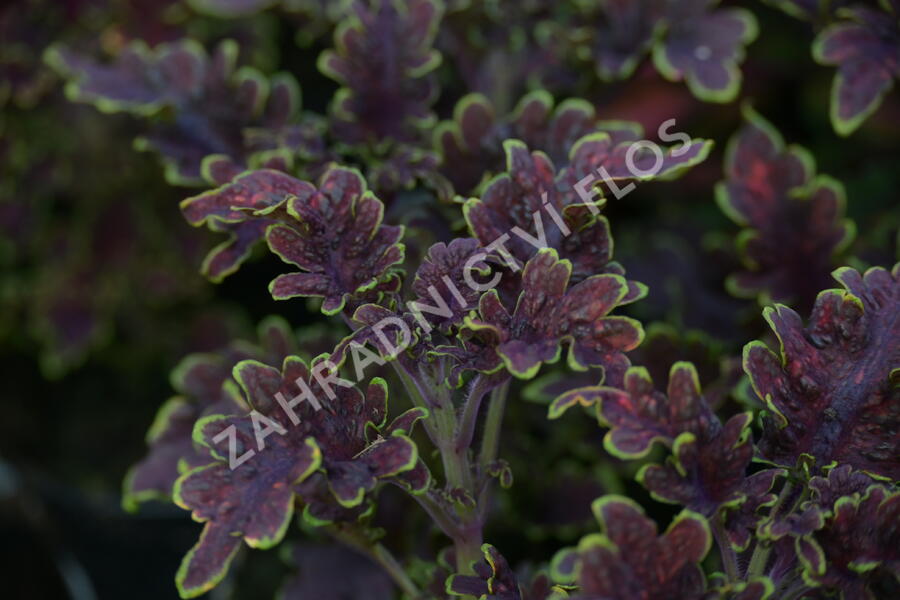 Pokojová kopřiva 'Malibu Red' - Coleus blumei 'Malibu Red'