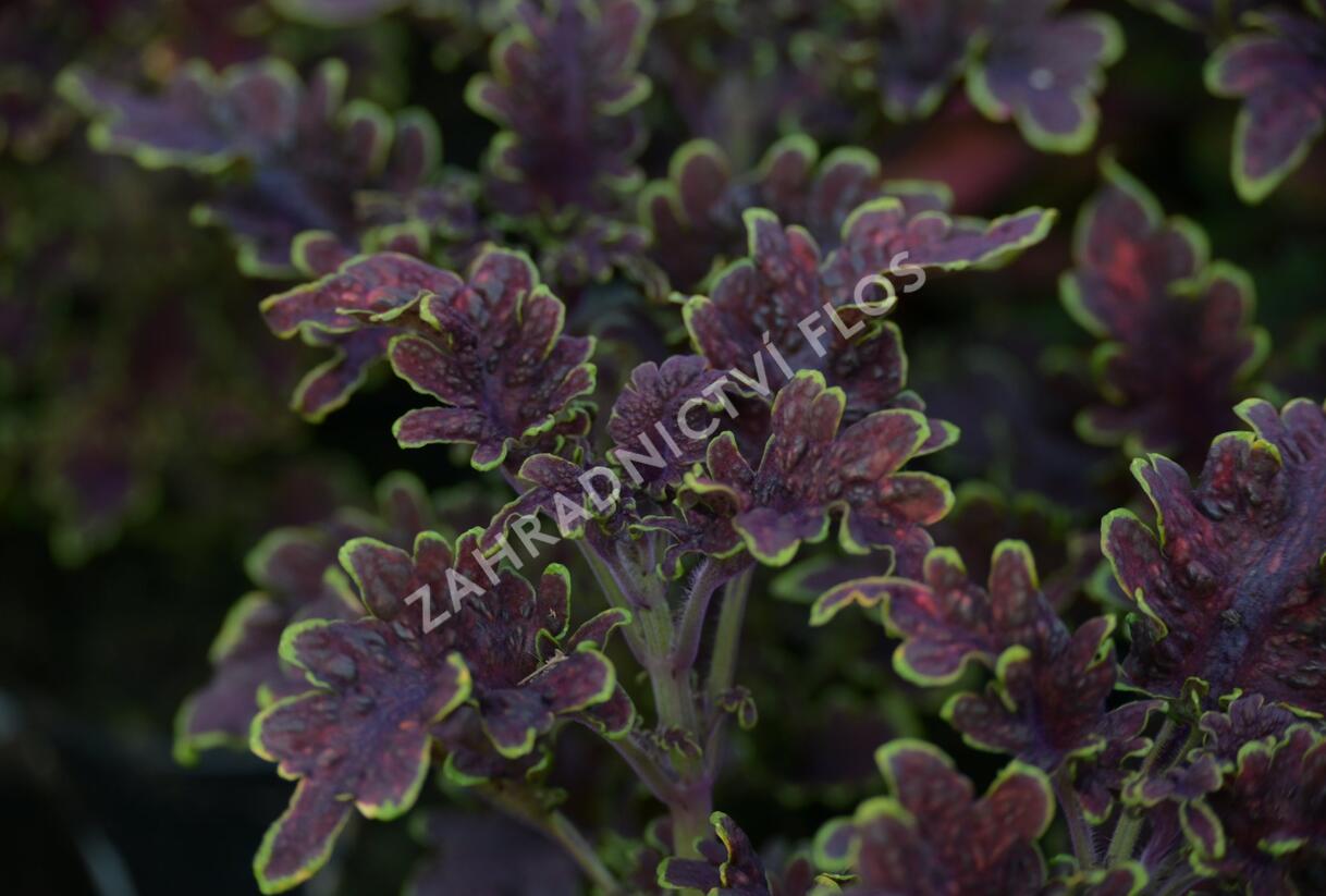 Pochvatec, Pokojová kopřiva 'Malibu Red' - Coleus blumei 'Malibu Red'