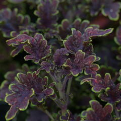 Pokojová kopřiva 'Malibu Red' - Coleus blumei 'Malibu Red'