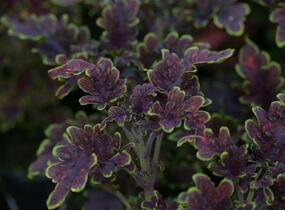 Pochvatec, Pokojová kopřiva 'Malibu Red' - Coleus blumei 'Malibu Red'