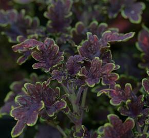 Pochvatec, Pokojová kopřiva 'Malibu Red' - Coleus blumei 'Malibu Red'