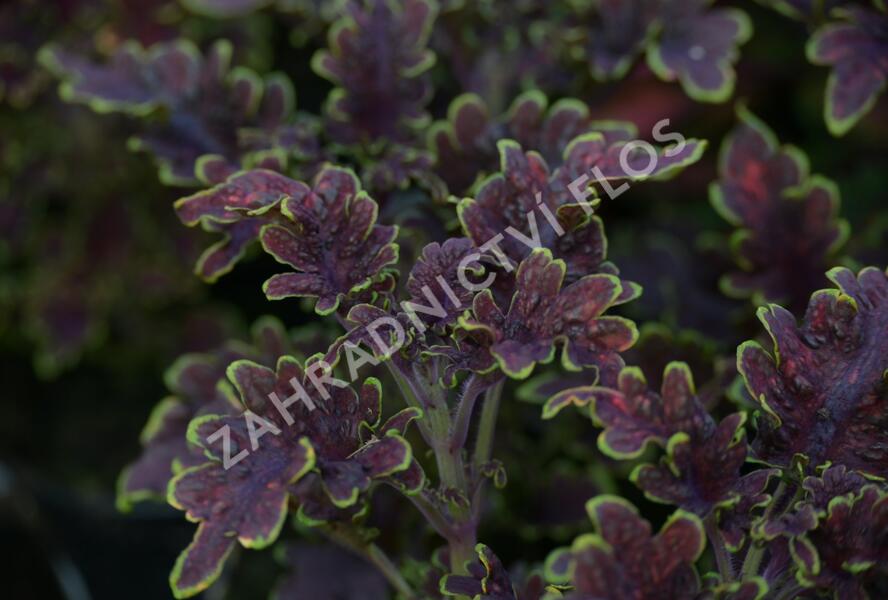 Pochvatec, Pokojová kopřiva 'Malibu Red' - Coleus blumei 'Malibu Red'
