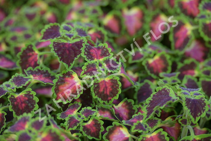 Pokojová kopřiva 'Great Falls Angel' - Coleus blumei 'Great Falls Angel'