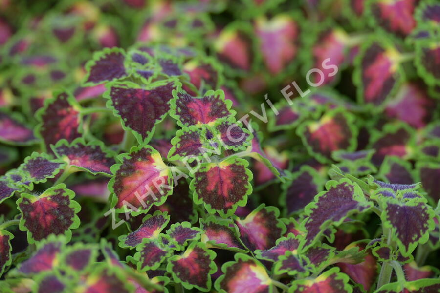 Pokojová kopřiva 'Great Falls Angel' - Coleus blumei 'Great Falls Angel'