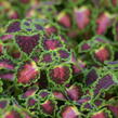 Pokojová kopřiva 'Great Falls Angel' - Coleus blumei 'Great Falls Angel'