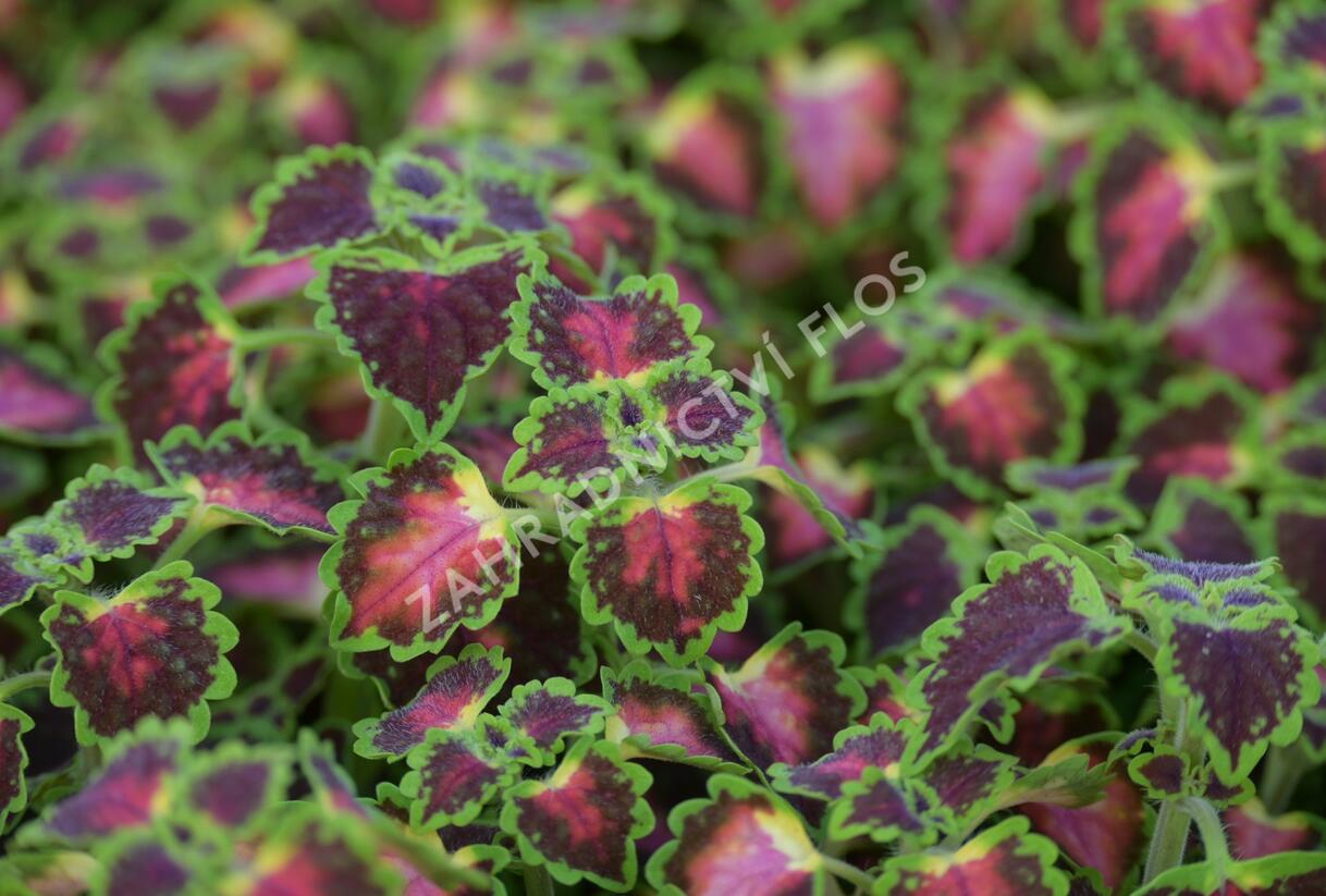 Pochvatec, Pokojová kopřiva 'Great Falls Angel' - Coleus blumei 'Great Falls Angel'