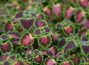 Pochvatec, Pokojová kopřiva 'Great Falls Angel' - Coleus blumei 'Great Falls Angel'