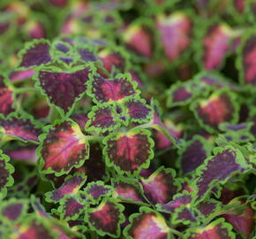 Pokojová kopřiva 'Great Falls Angel' - Coleus blumei 'Great Falls Angel'