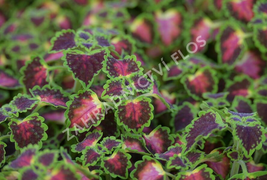 Pochvatec, Pokojová kopřiva 'Great Falls Angel' - Coleus blumei 'Great Falls Angel'