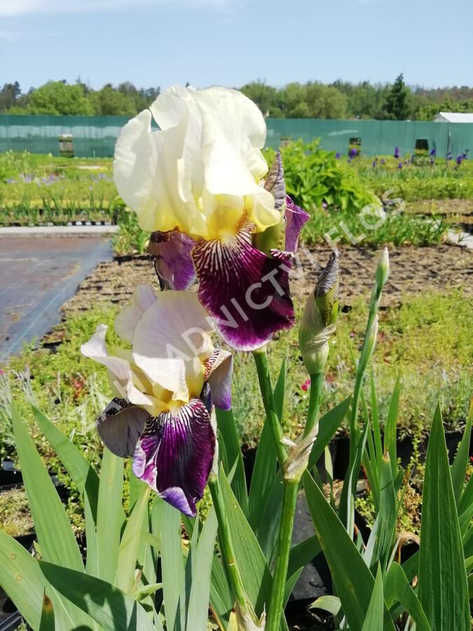 Kosatec německý 'Salonikí' - Iris barbata-elatior 'Saloniki'