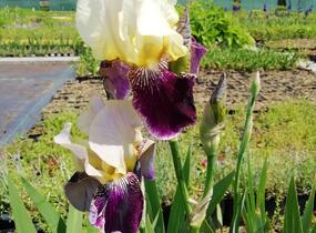 Kosatec německý 'Salonikí' - Iris barbata-elatior 'Saloniki'