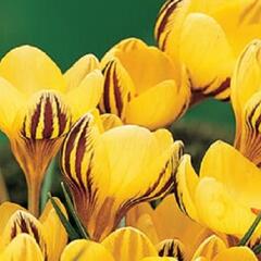 Krokus, šafrán zlatý 'Fuscotinctus' - Crocus chrysanthus 'Fuscotinctus'