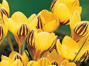 Krokus, šafrán zlatý 'Fuscotinctus' - Crocus chrysanthus 'Fuscotinctus'