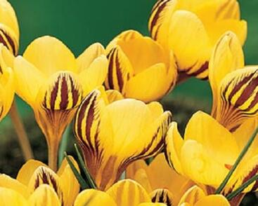 Krokus, šafrán zlatý 'Fuscotinctus'