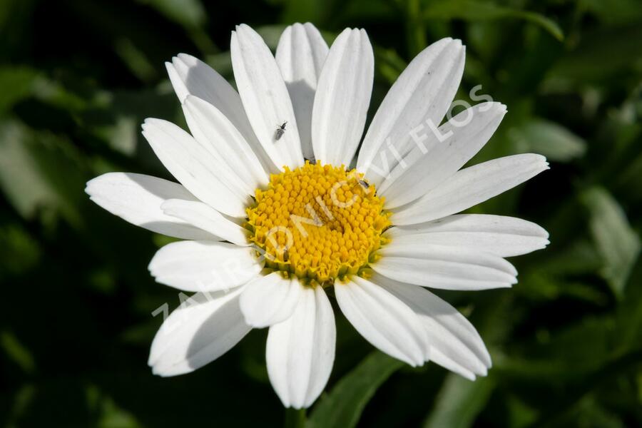 Kopretina velkokvětá 'Snowcap' - Leucanthemum × superbum 'Snowcap'