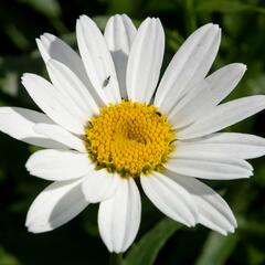 Kopretina velkokvětá 'Snowcap' - Leucanthemum × superbum 'Snowcap'