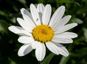 Kopretina velkokvětá 'Snowcap' - Leucanthemum × superbum 'Snowcap'