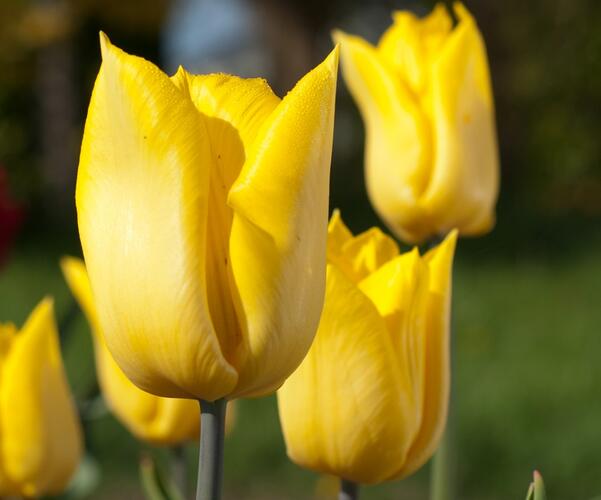 Tulipán jednoduchý raný 'Yokohama' - Tulipa Single Early 'Yokohama'