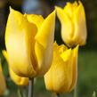 Tulipán jednoduchý raný 'Yokohama' - Tulipa Single Early 'Yokohama'