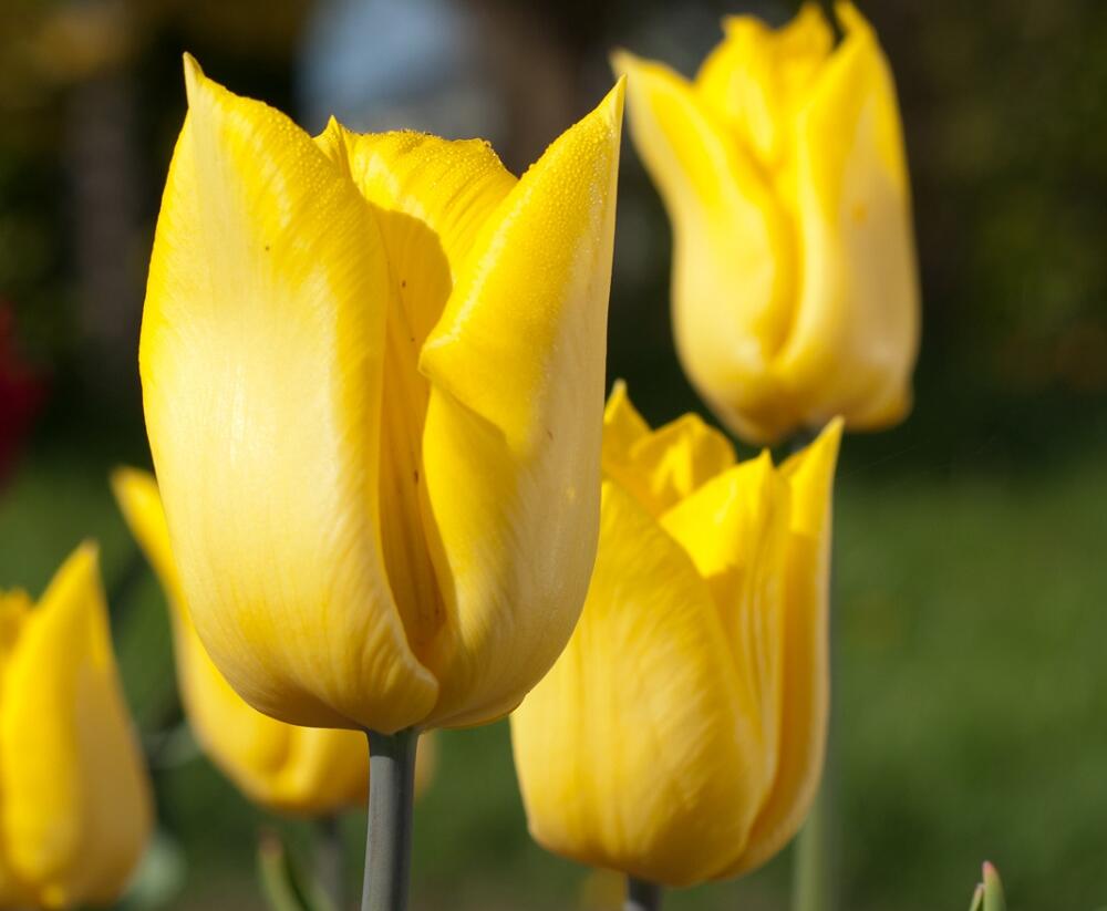 Tulipán jednoduchý raný 'Yokohama' - Tulipa Single Early 'Yokohama'