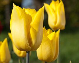 Tulipán jednoduchý raný 'Yokohama'