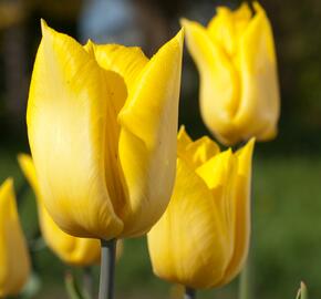 Tulipán jednoduchý raný 'Yokohama'