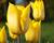 Tulipán jednoduchý raný 'Yokohama'
