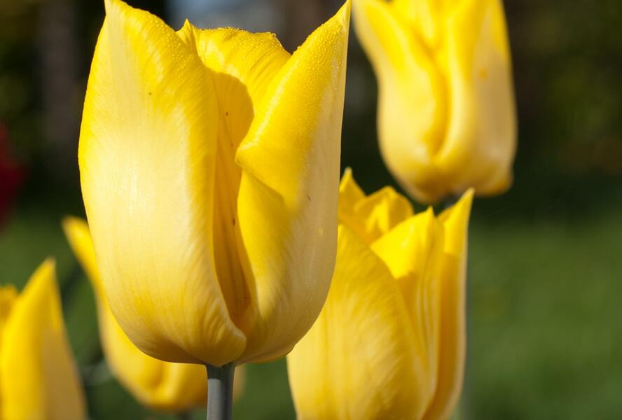 Tulipán jednoduchý raný 'Yokohama' - Tulipa Single Early 'Yokohama'