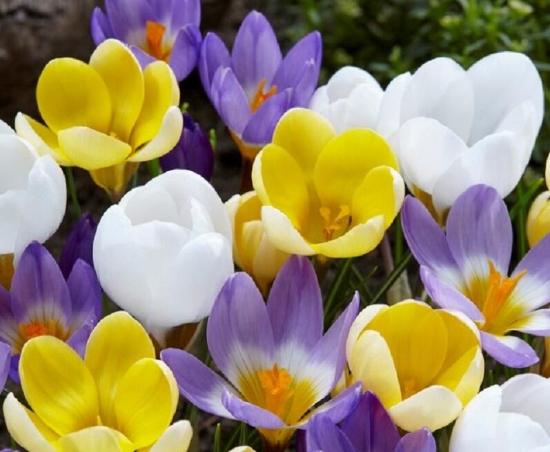 Krokus, šafrán mix 'Early Bird' - Crocus mix 'Early Bird'