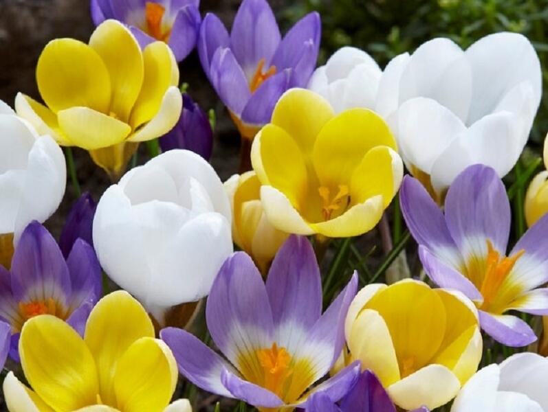 Krokus, šafrán mix 'Early Bird' - Crocus mix 'Early Bird'
