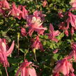 Orlíček vějířovitý 'Cameo Rose White' - Aquilegia flabellata 'Cameo Rose White'