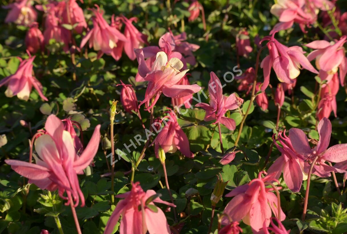 Orlíček vějířovitý 'Cameo Rose White' - Aquilegia flabellata 'Cameo Rose White'