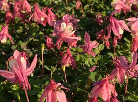 Orlíček vějířovitý 'Cameo Rose White' - Aquilegia flabellata 'Cameo Rose White'