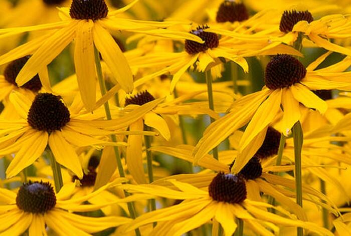 Třapatka západní 'Black Beauty' - Rudbeckia occidentalis 'Black Beauty'