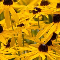 Třapatka západní 'Black Beauty' - Rudbeckia occidentalis 'Black Beauty'