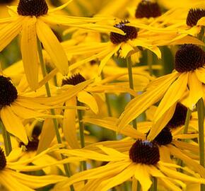 Třapatka západní 'Black Beauty' - Rudbeckia occidentalis 'Black Beauty'