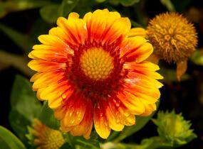 Kokarda osinatá 'Arizona Apricot' - Gaillardia aristata 'Arizona Apricot'