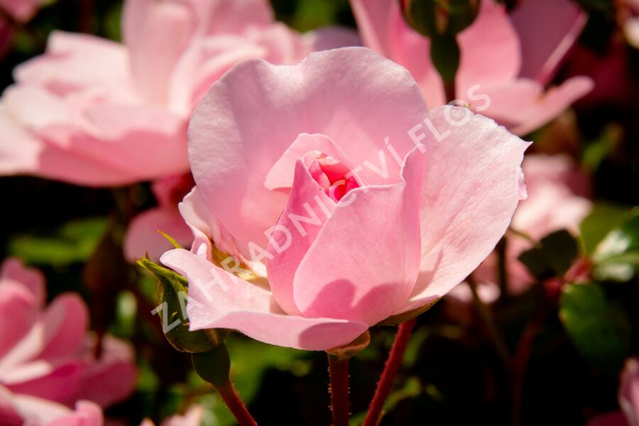 Růže mnohokvětá Meilland 'Bonica 82' - Rosa MK 'Bonica 82'