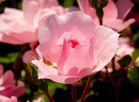 Růže mnohokvětá Meilland 'Bonica 82' - Rosa MK 'Bonica 82'