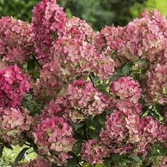 Hortenzie latnatá 'Petit Lantern' - Hydrangea paniculata 'Petit Lantern'